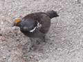 Ptarmigan